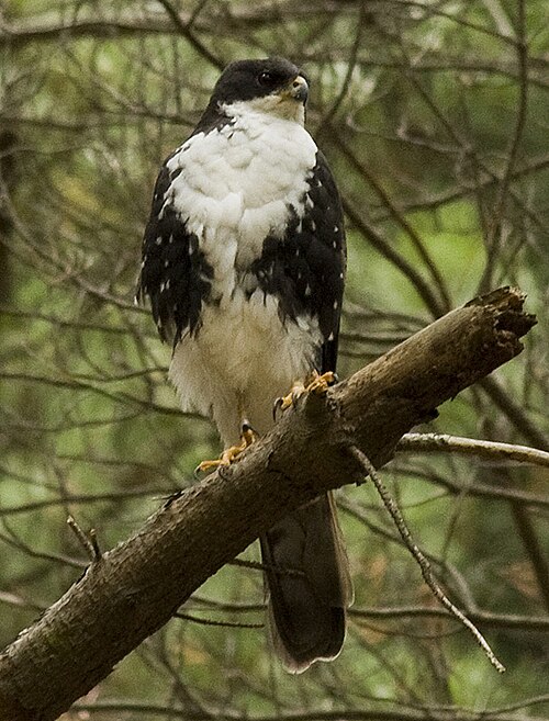 Black Goshawk reference