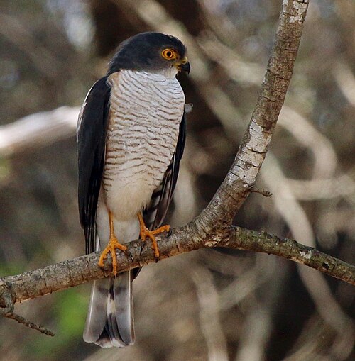Little Sparrowhawk reference