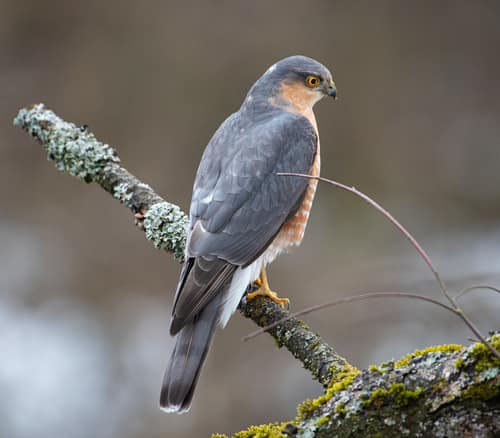 Eurasian Sparrowhawk reference