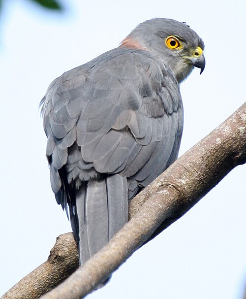Fiji Goshawk reference