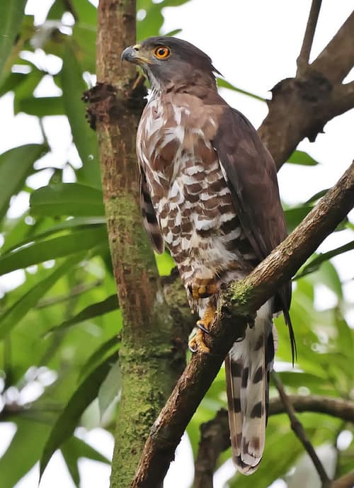 Crested Goshawk reference