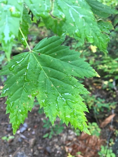 Rocky Mountain Maple reference