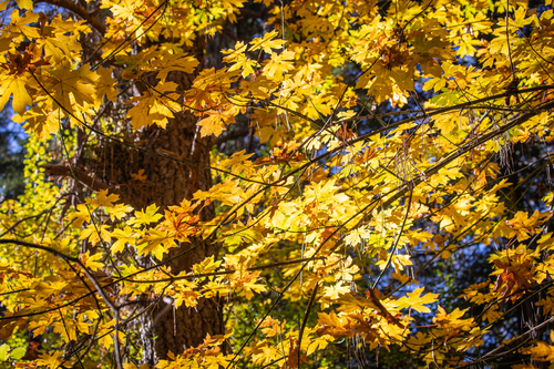 Bigleaf Maple reference