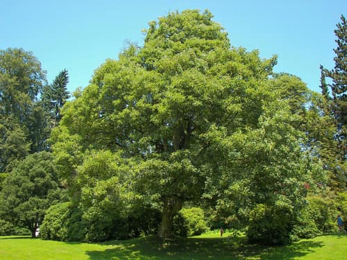 Sycamore Maple reference
