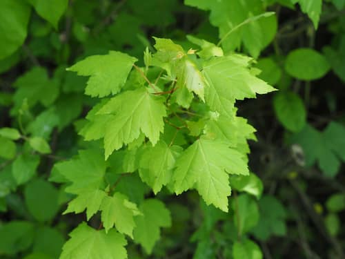 Red Maple reference