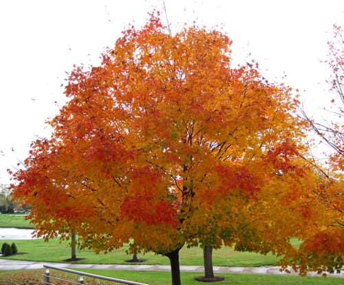 Sugar Maple reference