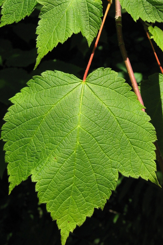 Mountain Maple reference