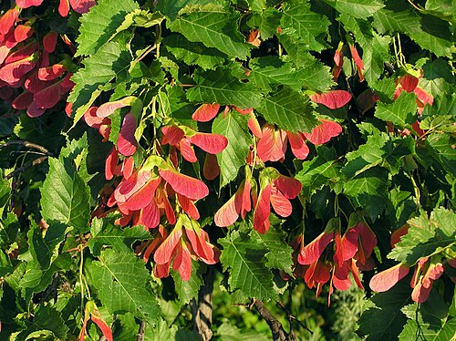 Tatar Maple reference