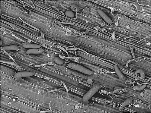Wheat Curl Mite reference