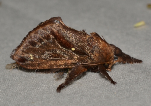 Saddleback Caterpillar Moth reference