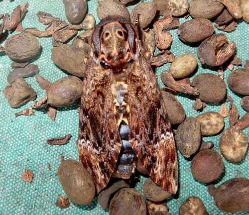 Greater Death's Head Hawkmoth reference