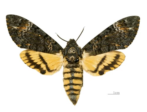 Lesser Death's Head Hawkmoth reference
