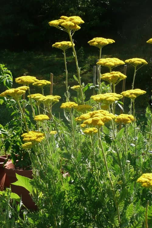 Fern-leaf Yarrow reference