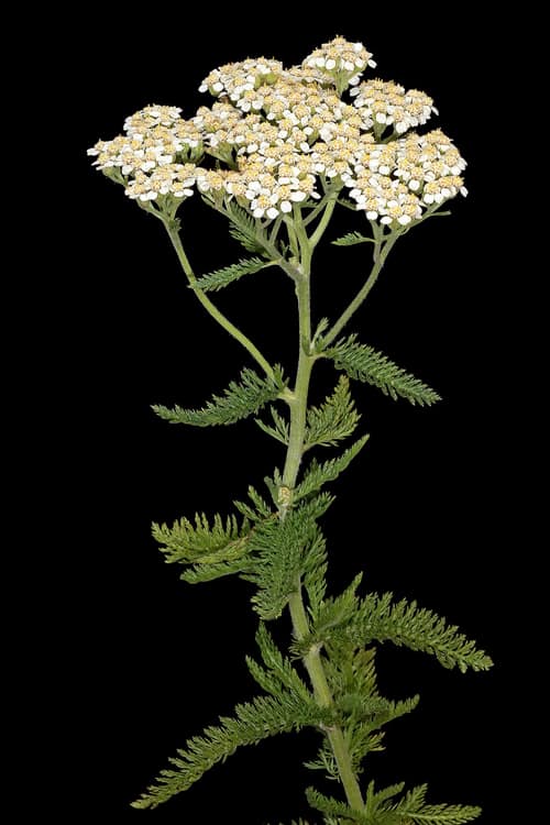 Common Yarrow reference