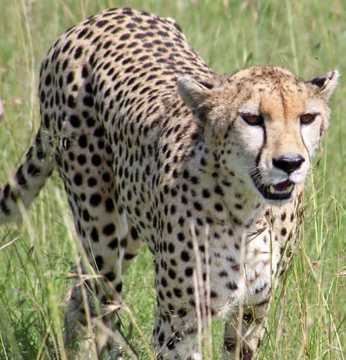 South African Cheetah reference