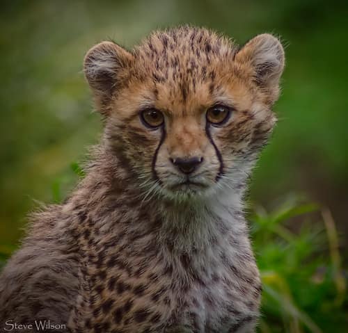 Cheetah reference