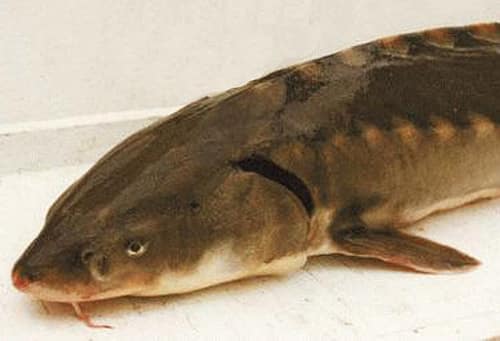 Shortnose Sturgeon reference