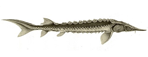 Yangtze Sturgeon reference
