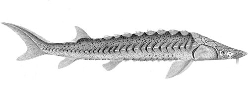 Green Sturgeon reference