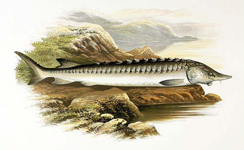 European Sturgeon reference