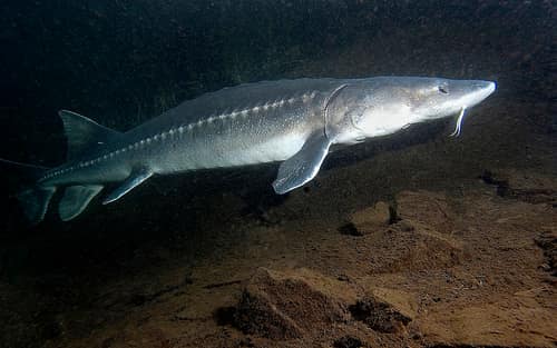 White Sturgeon reference