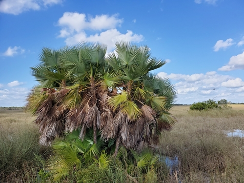 Paurotis Palm reference