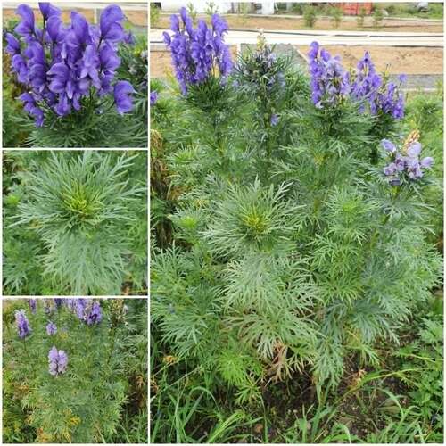 Kusnezoff's Monkshood reference