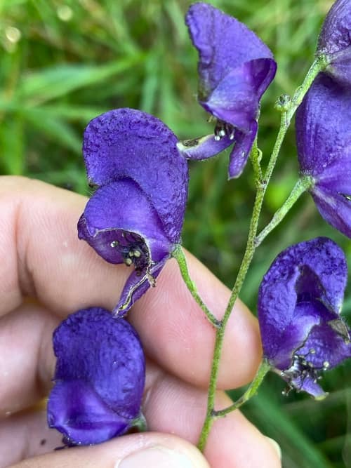 Monkshood reference