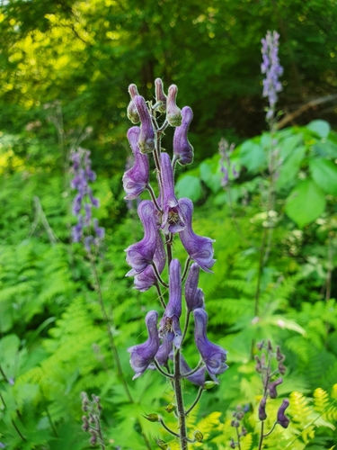 Northern Wolfsbane reference