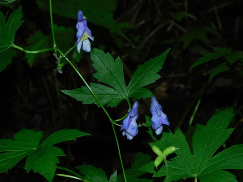 Southern Blue Monkshood reference