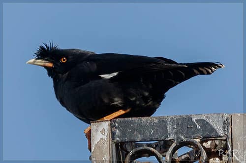 Crested Myna reference