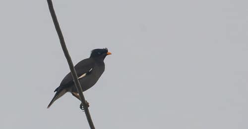 Jungle Myna reference
