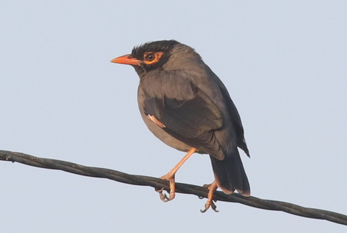 Bank Myna reference