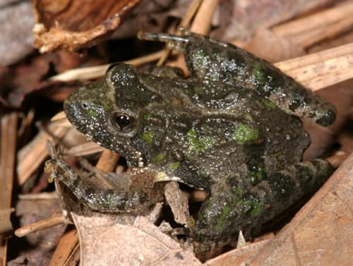 Northern Cricket Frog reference