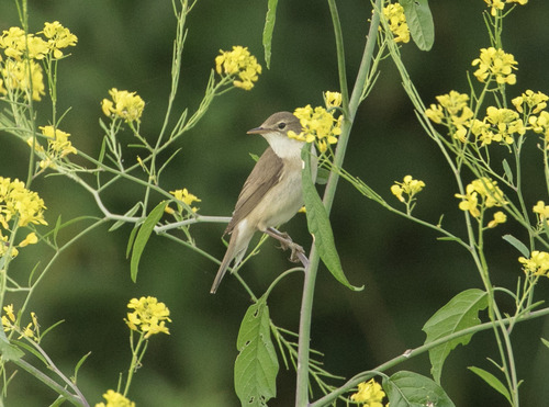 Marsh Warbler reference