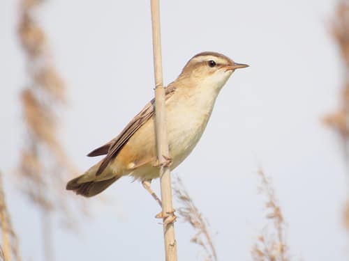 Sedge Warbler reference