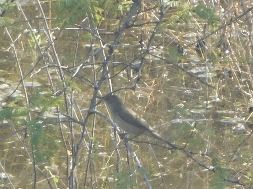 Clamorous Reed Warbler reference