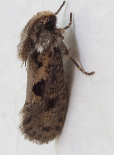 Clemens' Grass Tubeworm Moth reference