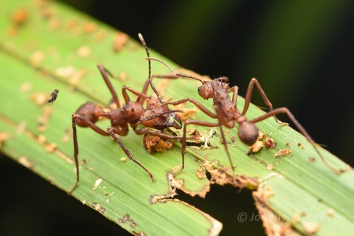 Guianan Leafcutter Ant reference
