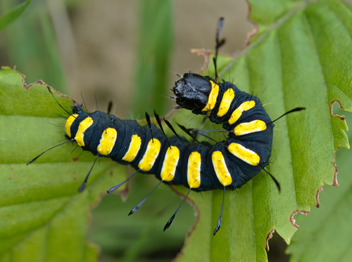 Alder Moth reference