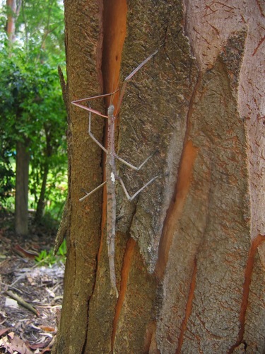 Titan Stick Insect reference