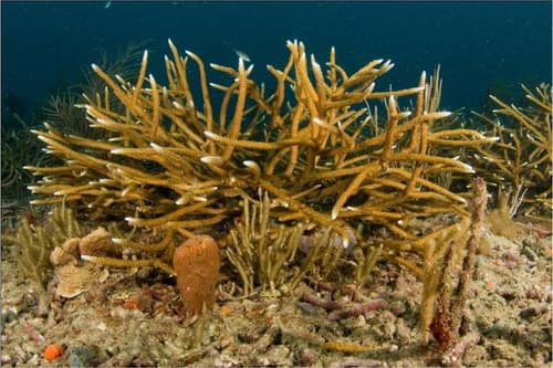 Staghorn Coral reference