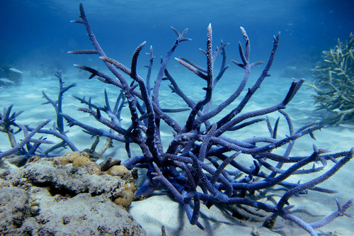 Staghorn Coral reference