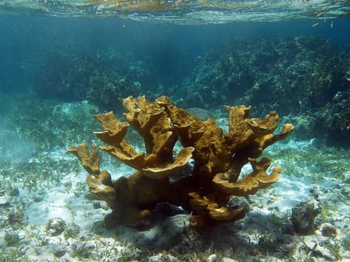 Elkhorn Coral reference