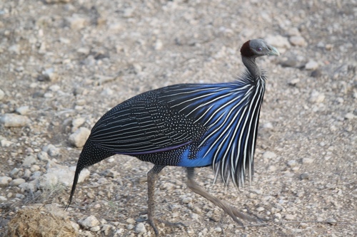 Vulturine Guineafowl reference