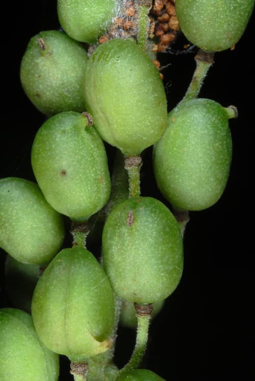 Black Cohosh reference