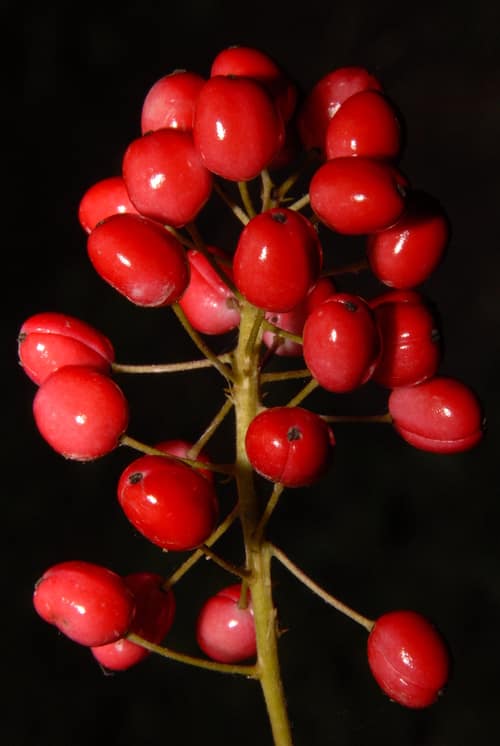 Red Baneberry reference
