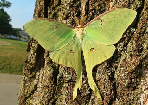 Luna Moth reference