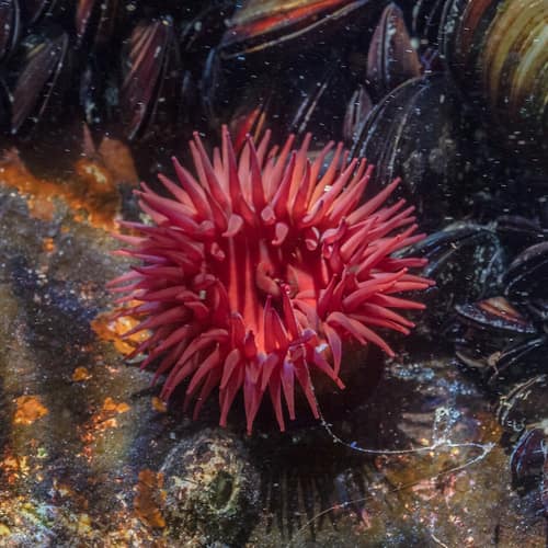 Beadlet Anemone reference