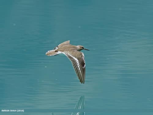 Common Sandpiper reference